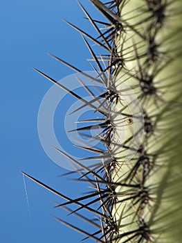 Saguaro cactus spines