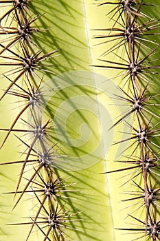 Saguaro Cactus Spines photo