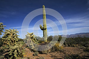 Saguaro Cactus Standing Tall in the Desert in Tucson Arizona