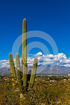Saguaro Cactus Standing Tall on A Mountain in Tucson Arizona wit