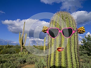 Saguaro cactus with sunglasses