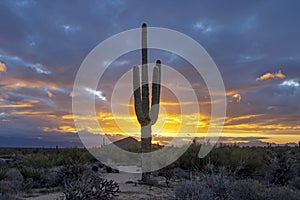 A Saguaro Cactus At Sunrise In The Phoenix AZ Area