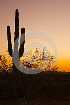 Saguaro Cactus in Sunset