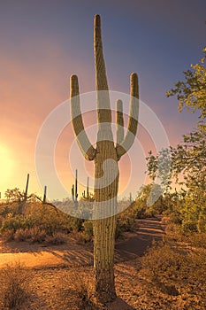 Saguaro Cactus At Sunset