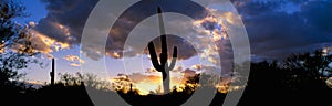 Saguaro Cactus Sunset