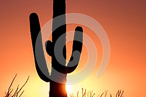 Saguaro Cactus at Sunset