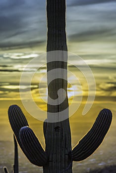 Saguaro Cactus at Sunset