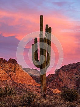 Saguaro Cactus at sunset in the Arizona Desert