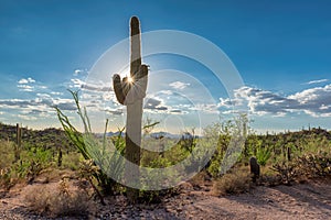 Saguaro cactus at sunset in Desert