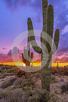 Saguaro Cactus at Sunset In Desert Preserve in Scottsdale, Arizona