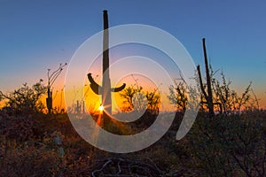 Saguaro Cactus Sunset Landscape In Arizona