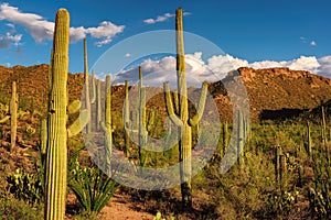 Saguaro Cactus at sunset in Saguaro National Park near Tucson, Arizona.