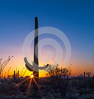 Saguaro Cactus Sunset Silhouette In Arizona