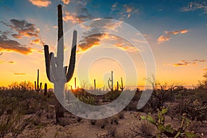 Saguaro Cactus at Sunset in Sonoran Desert