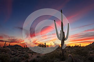 Saguaro cactus at sunset in the Sonoran Desert near Phoenix, Arizona