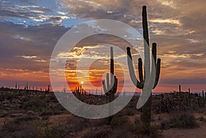 Saguaro Cactus at Sunset time near Phoenix