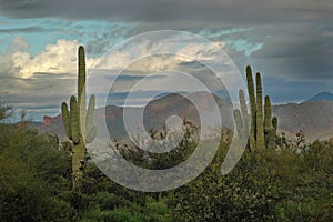 Saguaro Cactus and Superstition Mountains 2 photo