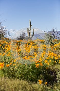 Saguaro cactus surrounded by orange poppies flowers in the desert