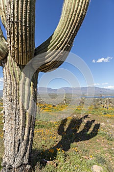 Saguaro cactus surrounded by orange poppies flowers in the desert