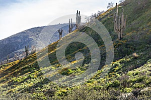 Saguaro cactus surrounded by orange poppies flowers in the desert