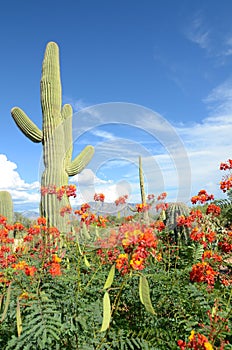 Saguaro Cactus Surrounded by Wild Flowers