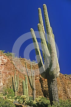 Saguaro cactus, Tonto Cliff Dwellings, Roosevelt Lake, AZ