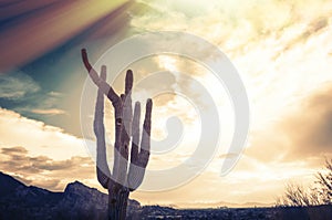 Saguaro Cactus tree - Camelback Mountain, Phoenix,AZ