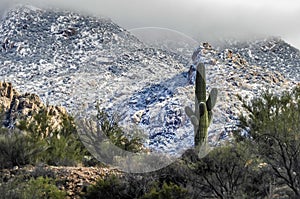 Saguaro Cactus Tucson Arizona