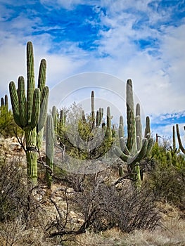 Saguaro Cactus in Tucson Arizona