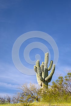 Saguaro cactus under blue sky in the Salt River management area near Scottsdale Arizona USA