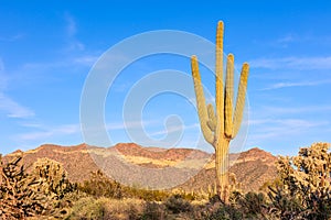 Saguaro cactus at Usery Mountain Park