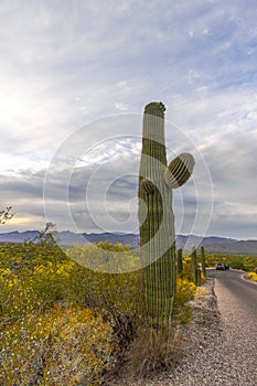 Saguaro Cactus In Vertical Orientation