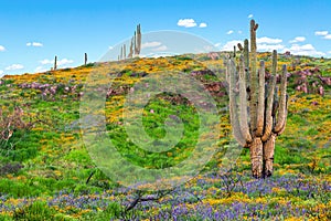 Saguaro Cactus and Wildflowers Landscape. Springtime in the Desert
