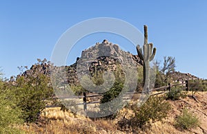 Saguaro Cactus With Wood Fencing