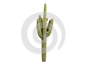 Saguaro_(Carnegiea_gigantea)