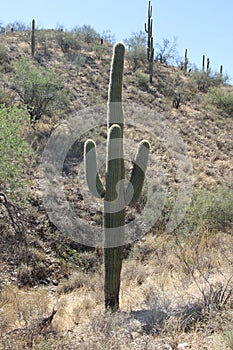 Saguaro Carnegiea gigantea 3