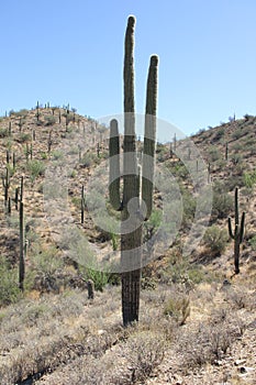 Saguaro Carnegiea gigantea 4
