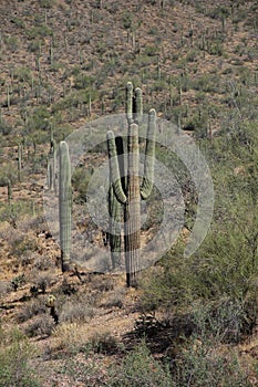Saguaro Carnegiea gigantea 8