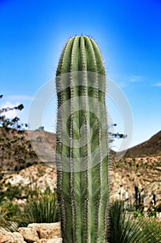 Saguaro, Carnegiea gigantea cactus in the garden