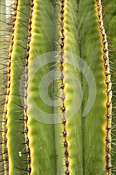 Saguaro, Carnegiea gigantea cactus in the garden