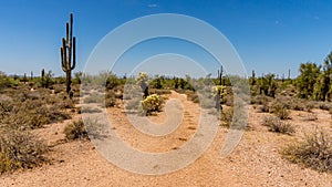 Saguaro and Cholla Cacti in the Arizona Desert