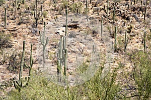 Saguaro and Cholla Cactus at Sabino Canyon