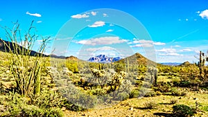 Saguaro, Cholla and other Cacti in the semidesert landscape around Usery Mountain and Superstition Mountain in the background photo