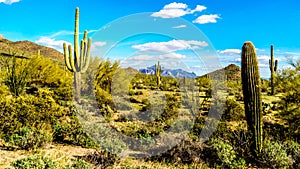 Saguaro, Cholla and other Cacti in the semidesert landscape around Usery Mountain and Superstition Mountain in the background photo