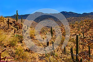 Saguaro Desert