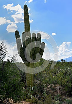 Saguaro East National Park Sahuaro with its middle finger up photo