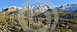 Saguaro Forest in front of Snowy Mountains