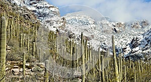 Saguaro Forest in front of Snowy Mountains