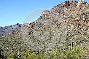 Saguaro Forest in Saguaro National Monument