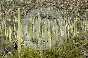 Saguaro Forest in Saguaro National Monument